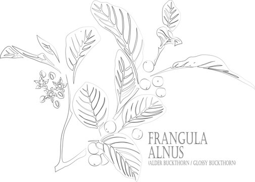 Alder buckthorn branch vector contour. Frangula alnus plant outline. Set of Glossy buckthorn, Breaking buckthorn flowers and berries in Line for pharmaceuticals. Contour drawing of medicinal herbs