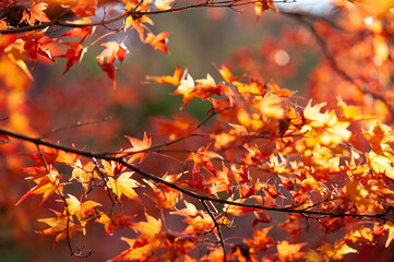 red autumn leaves