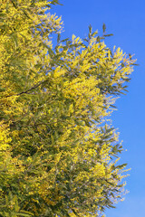 Springtime. Branches of Acacia dealbata tree with bright yellow flowers against blue sky