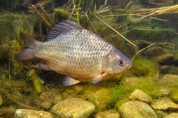 Freshwater fish Crucian carp (Carassius carassius) in the beautiful clean pound. Underwater photography of Crucian carp. Wildlife animal. Nature underwater habitat with a nice background.