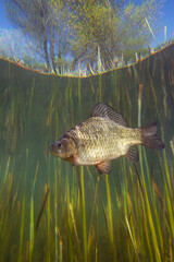 Freshwater fish Crucian carp (Carassius carassius) in the beautiful clean pound. Underwater photography of Crucian carp. Wildlife animal. Nature underwater habitat with a nice background.