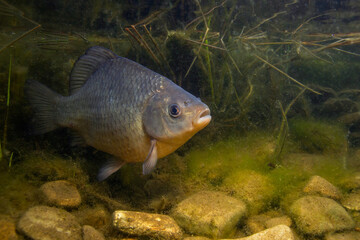 Freshwater fish Crucian carp (Carassius carassius) in the beautiful clean pound. Underwater...