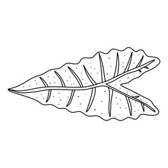 Alocasia leaf in a linear style. Botanical illustration isolated on white background. Element of linear design. Hand drawn sketch.