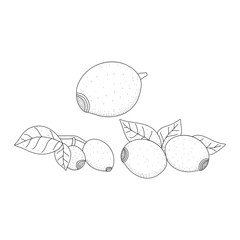 Set of Rosehip doodle sketch. Vector graphics isolated on white background