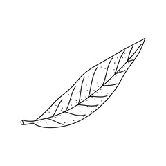 Hand drawn Leaf of willow. Vector illustration in Doodle style isolated on white background.