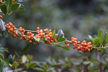 
Ilex aquifolium 'J.C. van Tol' are known for their branches, which are often used as decoration in...