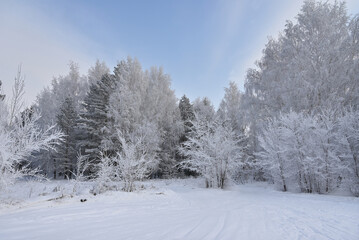 Trees in a winter landscape. Trees in frost.