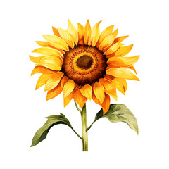 sunflower watercolor. Fall flowers illustration. cartoon clipart