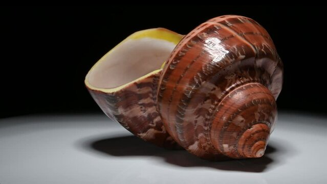 Tapestry Turban / Turbo (Turbo petholatus) shell rotating slowly against a black background.