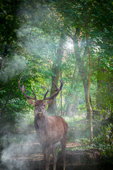 hidden forest path with sunlight shining through the trees and a stag red deer standing in the foreground
