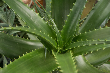 Interesting green leaf of succulent.
