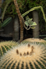 Interesting green leaf of succulent.
