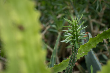 Interesting green leaf of succulent.
