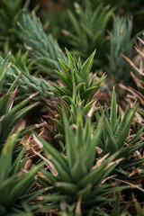 Obraz premium Interesting green leaf of succulent. 
