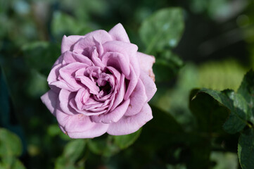 Beautiful Kinda blue rose blooming in the garden. Roses are best known as ornamental plants grown for their flowers in the garden and sometimes indoors.
