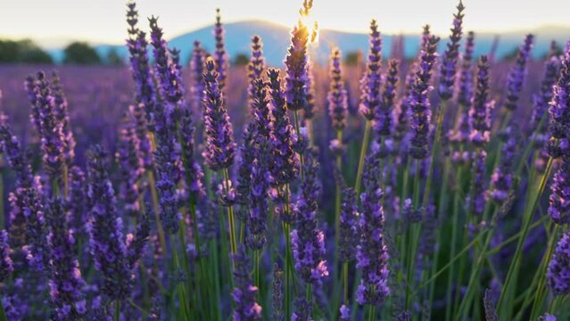 Lavender field at sunset, Provence, France. Beautiful purple lavender flowers, sun breaks through flowers Backlit violet lavender flowers sway in the wind. Gimbal 4K HDR shot