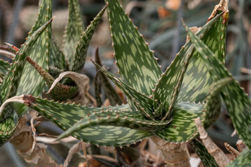 Interesting shape of a succulent leaf.