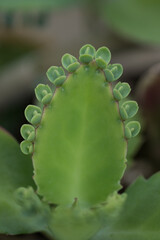 Interesting shape of a succulent leaf.