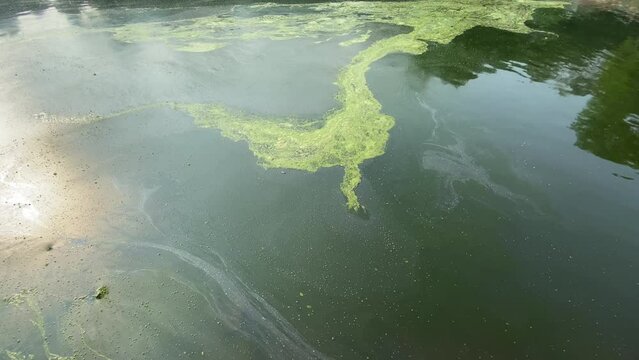 The lake water is filled with moss and smells because of the many dead fish caused by polluted water.