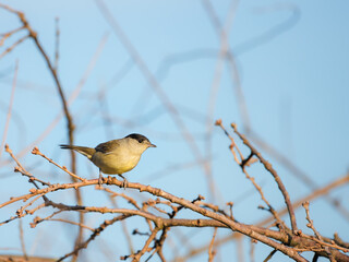 Blackcap (Sylvia atricapilla ), perched on a branch