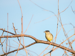 Blackcap (Sylvia atricapilla ), perched on a branch in the fores