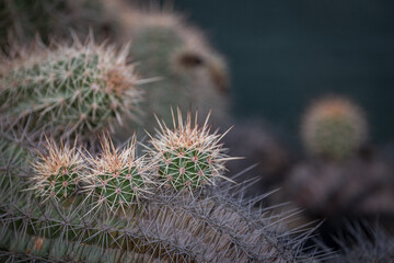 Cactus in detail with thorns.