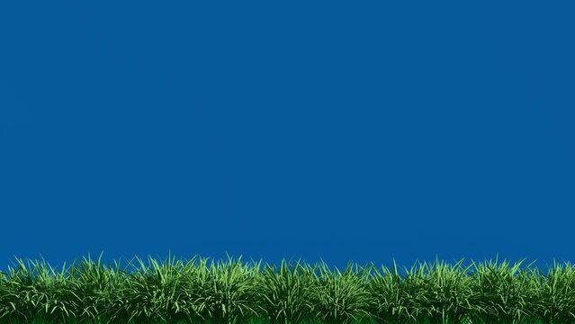 Isolated Grassfield with Wind on Blue Screen Background Chroma key