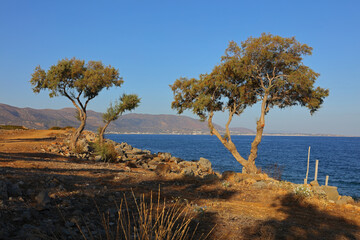 Morning sunlight on some small pine trees near Sissi, Crete, Greece.