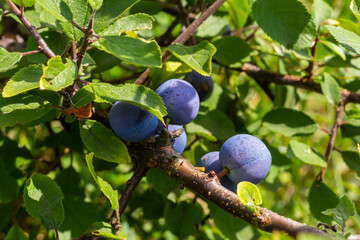 Blackthorn Prunus spinosa, also known as blackthorn