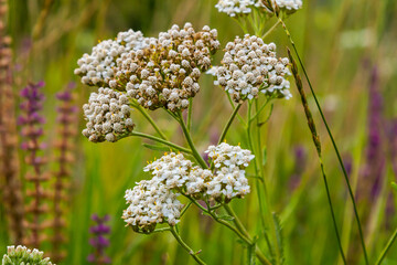 Common yarrow Achillea millefolium white flowers close up, floral background green leaves. Medicinal organic natural herbs, plants concept. Wild yarrow, wildflower © Oleh Marchak