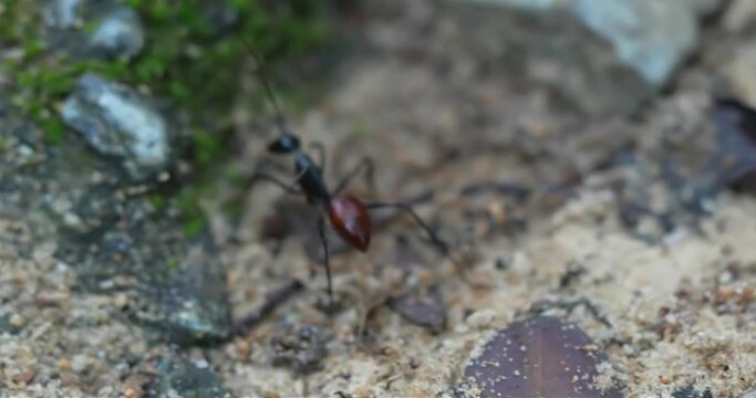 Dinomyrmex is a genus of ants belonging to the family Formicidae. These ants are sometimes referred to as "dinosaur ants" because of their relatively large size and unique characteristics. |巨型森林螞蟻|