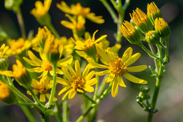 Yellow flowers of Senecio vernalis closeup on a blurred green background. Selective focus