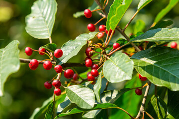 Branches of Frangula alnus with black and red berries. Fruits of Frangula alnus - obrazy, fototapety, plakaty
