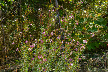 Pink Flowering Chamerion Dodonaei Alpine Willowherb Plant