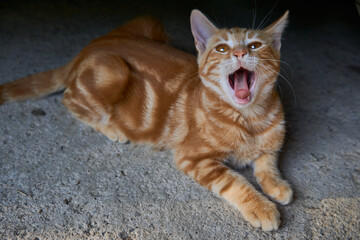 Yawning cat