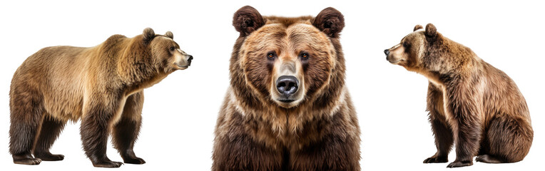 Grizzly bear collection (portrait, sitting, standing), animal bundle isolated on a white background as transparent PNG