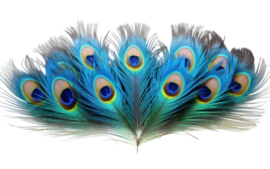 Fotobehang Nature Masterpiece The Radiant Colors of Peacock Feathers Isolated on a Transparent Background PNG © Haider