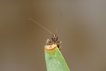 A very small larvae of a dark bush cricket