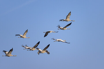 A group of Common Cranes flying blue sky