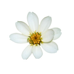 white flower on transparent background PNG