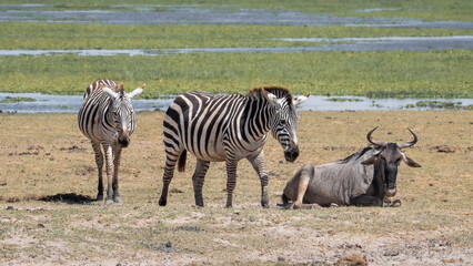 Explorando la belleza salvaje del safari de Kenia, donde majestuosos animales africanos deambulan libres en su hábitat natural.
En el corazón de la naturaleza salvaje de Kenia, esta  fotografía. 