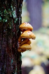 Tree Fungi in Algonquin Provincial Park, Ontario, Canada