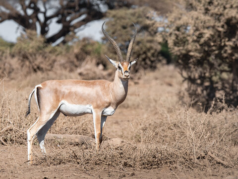 Explorando la belleza salvaje del safari de Kenia, donde majestuosos animales africanos deambulan libres en su hábitat natural.
En el corazón de la naturaleza salvaje de Kenia, esta  fotografía. 