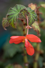 Beautiful red begonia flower in detail.