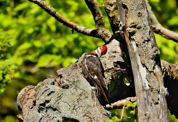 The pileated woodpecker.The bird native to North America.Currently the largest woodpecker in the United States after the critically endangered and possibly extinct ivory woodpecker.