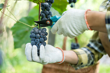 Grapes harvesting. Blue grape bunch in man hands with scissors close up. Detail of handmade grape...