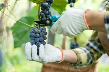 Afwasbaar Fotobehang Wijngaard Grapes harvesting. Blue grape bunch in man hands with scissors close up. Detail of handmade grape harvest in autumn vineyard