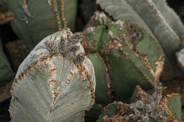 Thornless cactus with faded flowers.