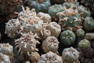 A hairy cactus with hallucinogenic effects.