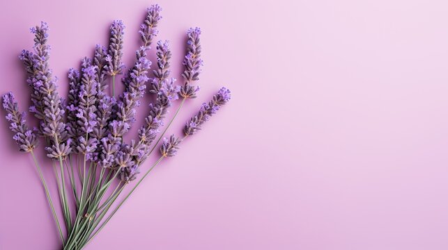 Minimalist arrangement of lavender flower on a muted purple backdrop. © Dannchez